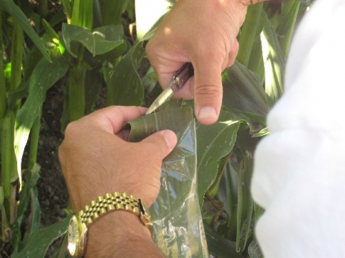 Using the Grass Compression Gland with Corn PMS Instruments