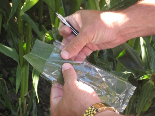 Using the Grass Compression Gland with Corn PMS Instruments