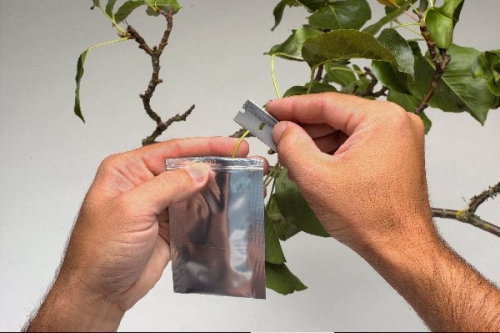 Cutting a leaf sample for the pump up chamber PMS Instruments