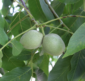 Walnuts on a walnut tree PMS Instruments, in Albany Oregon