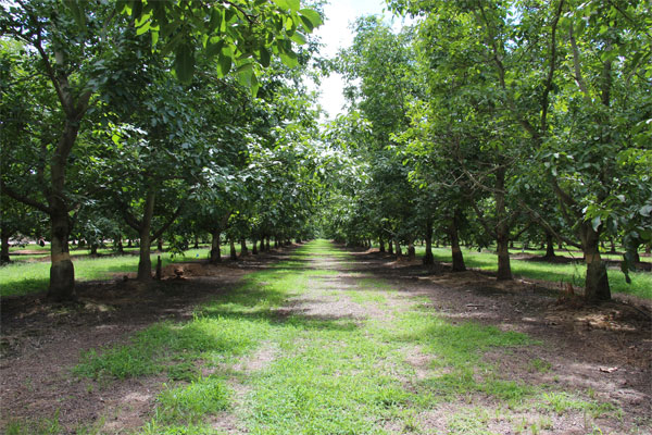 Measuring plant moisture stress in walnut trees