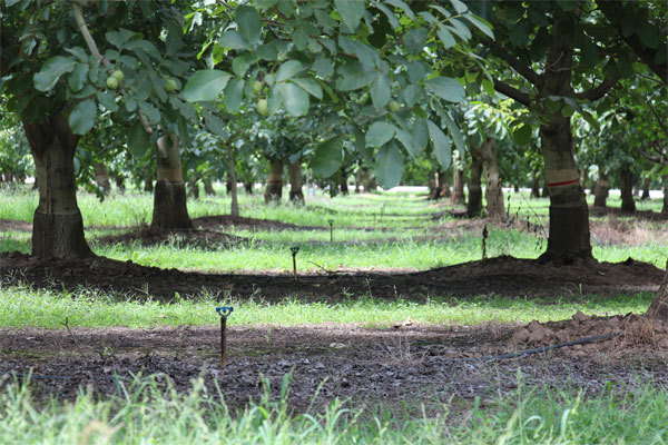 Measuring plant moisture stress in walnut trees