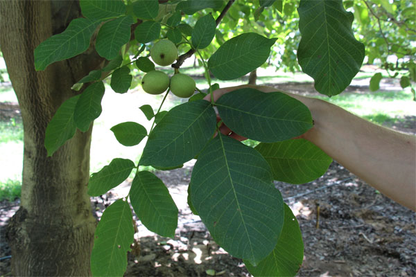 Measuring plant moisture stress in walnut trees