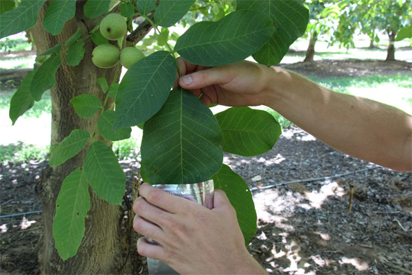 Measuring plant moisture stress in walnut trees