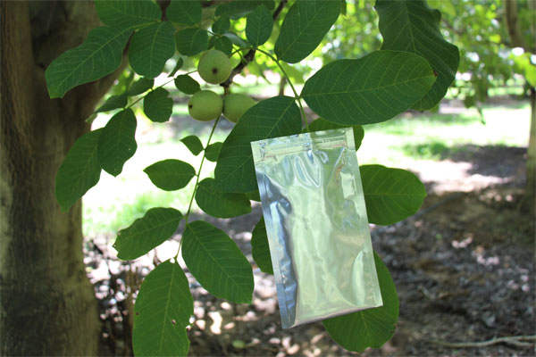 Measuring plant moisture stress in walnut trees