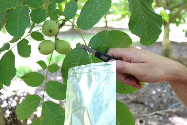 Measuring plant moisture stress in walnut trees