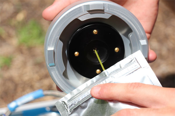 Measuring plant moisture stress in walnut trees