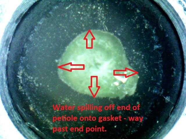 Measuring plant moisture stress in walnut trees