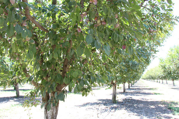 Measuring plant moisture stress in plum and prune trees