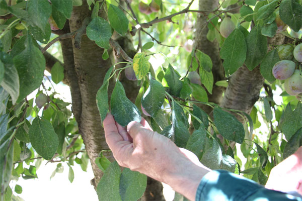 Measuring plant moisture stress in plum and prune trees