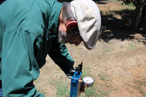 Measuring plant moisture stress in plum and prune trees