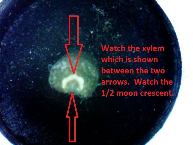 Measuring plant moisture stress in plum and prune trees