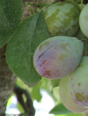 Measuring plant moisture stress in plum and prune trees