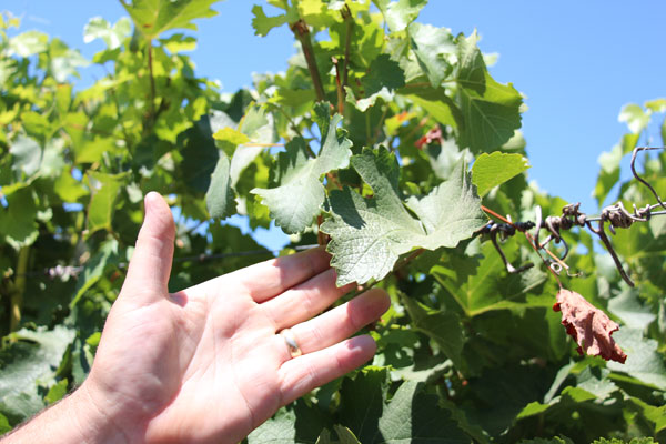 Measuring plant moisture stress in grapes