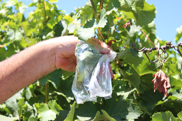 Measuring plant moisture stress in grapes