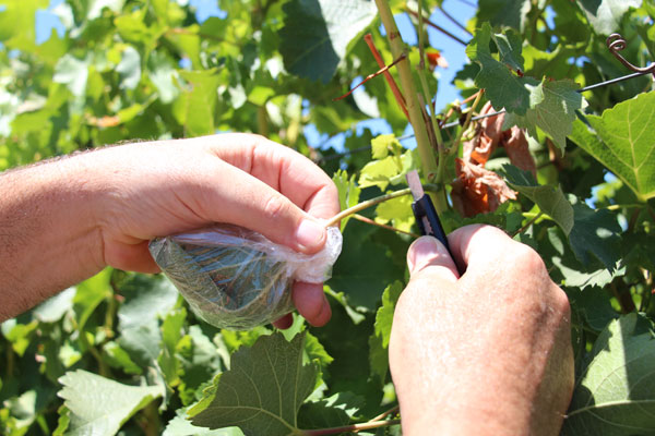 Measuring plant moisture stress in grapes