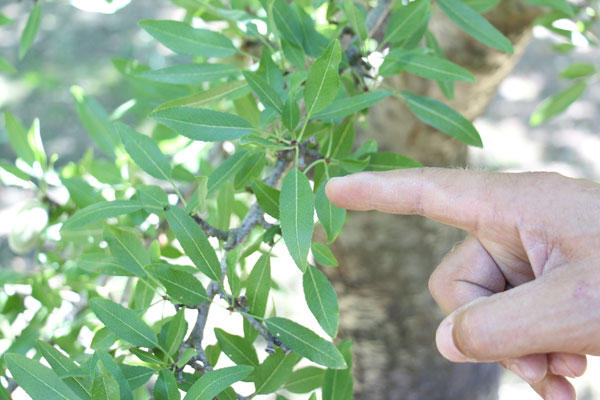 Measuring Stem Water Potential in Almond Trees