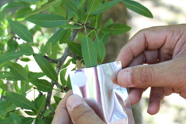 Measuring Stem Water Potential in Almond Trees