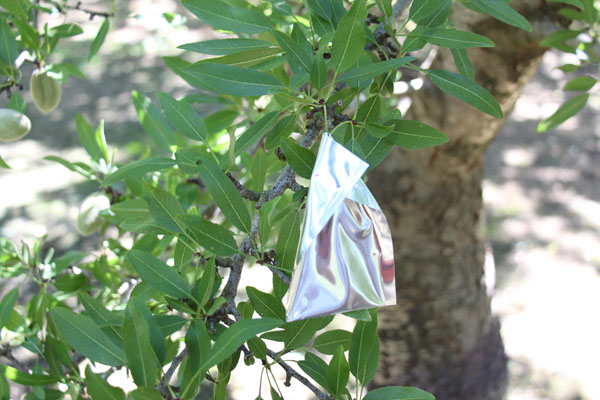 Measuring Stem Water Potential in Almond Trees